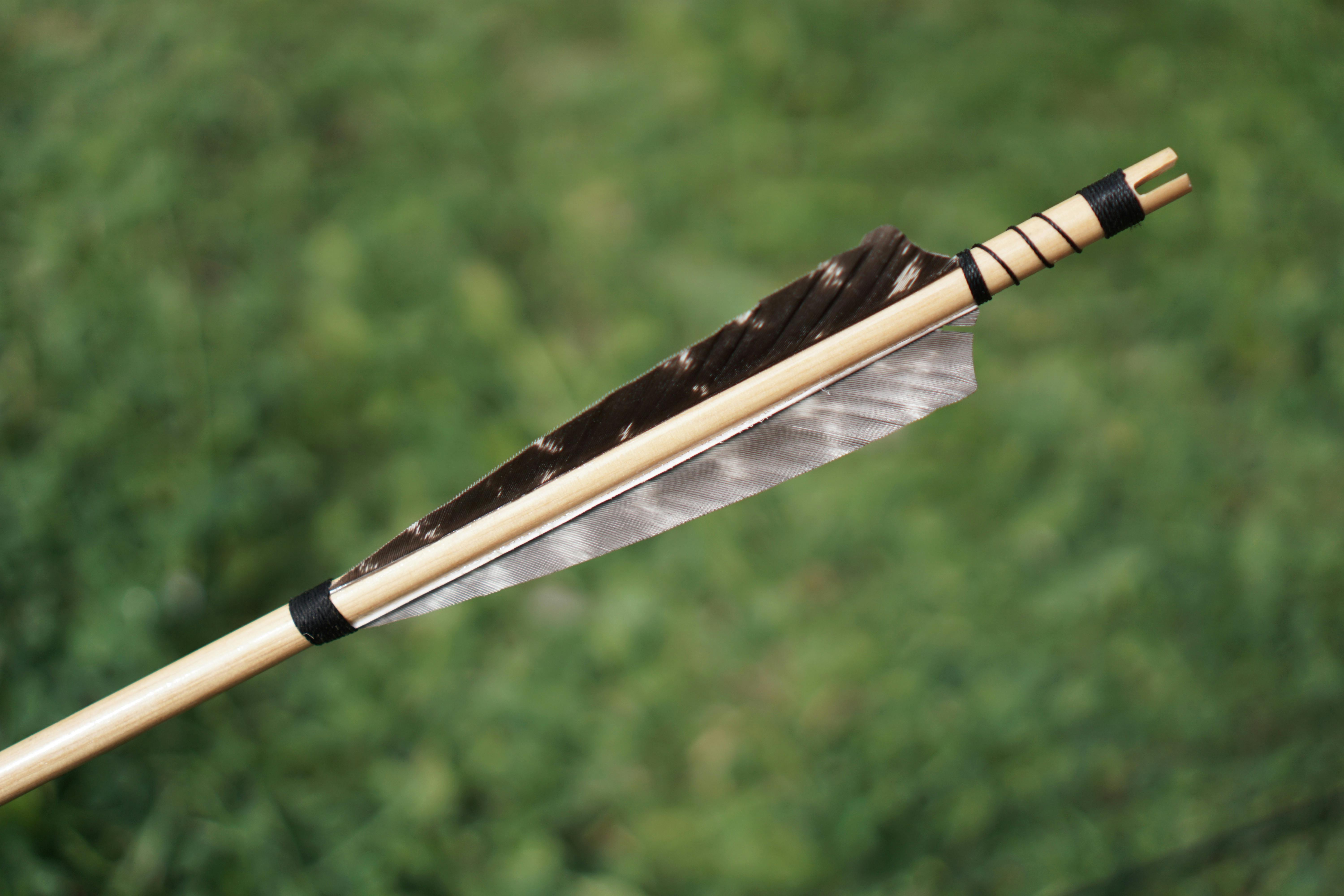 bow hunting for beginners